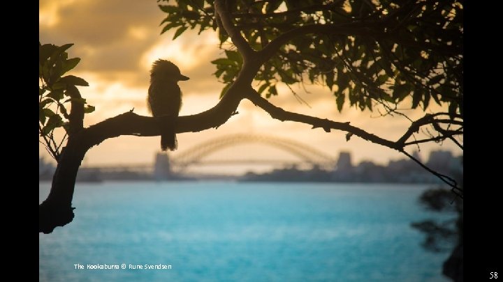 The Kookaburra © Rune Svendsen 58 
