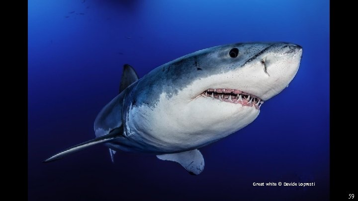 Great white © Davide Lopresti 59 