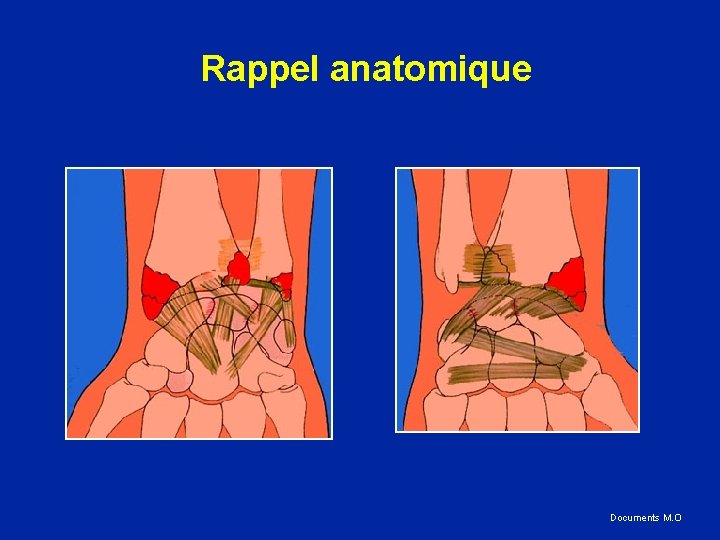 Rappel anatomique Documents M. O 