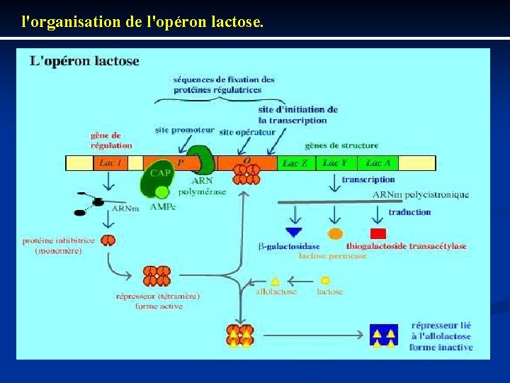 l'organisation de l'opéron lactose. 