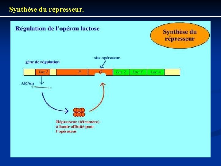 Synthèse du répresseur. 