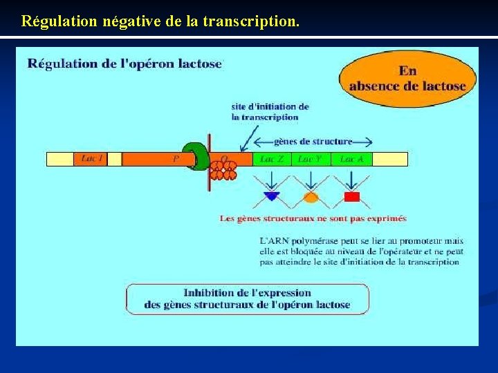 Régulation négative de la transcription. 