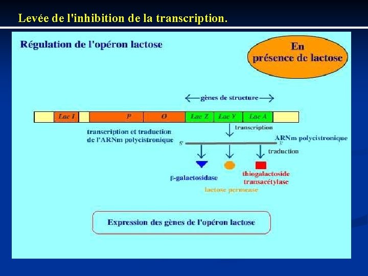 Levée de l'inhibition de la transcription. 