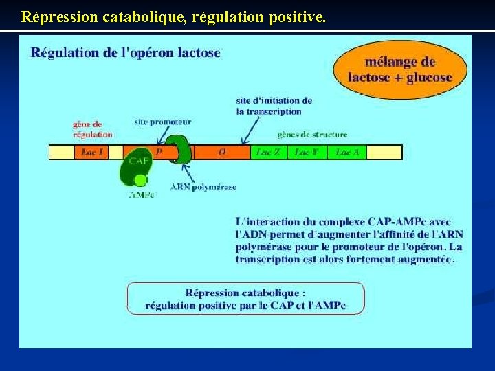 Répression catabolique, régulation positive. 