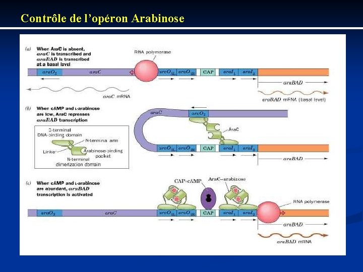 Contrôle de l’opéron Arabinose 