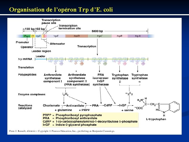 Organisation de l’opéron Trp d’E. coli 