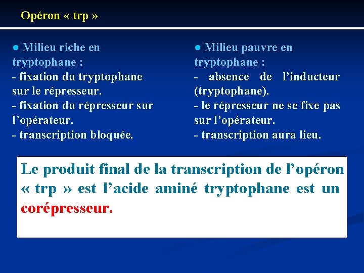 Opéron « trp » ● Milieu riche en tryptophane : fixation du tryptophane sur