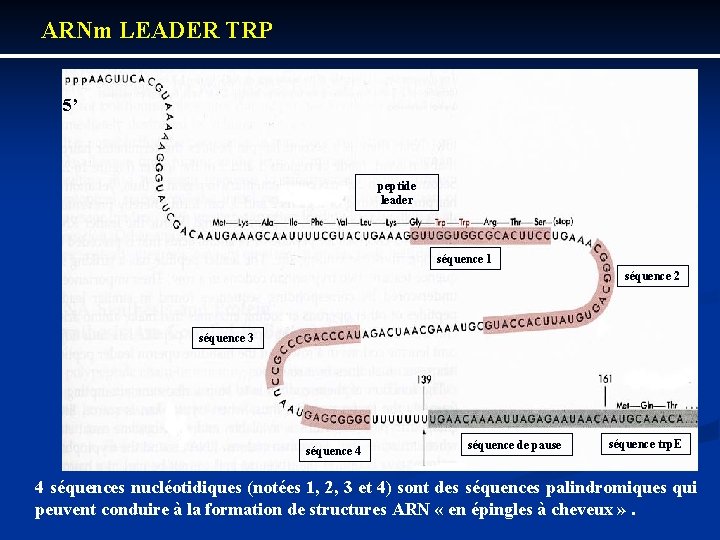 ARNm LEADER TRP 5’ peptide leader séquence 1 séquence 2 séquence 3 séquence 4