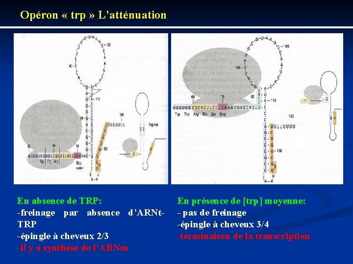 Opéron « trp » L’atténuation En absence de TRP: freinage par absence d’ARNt TRP