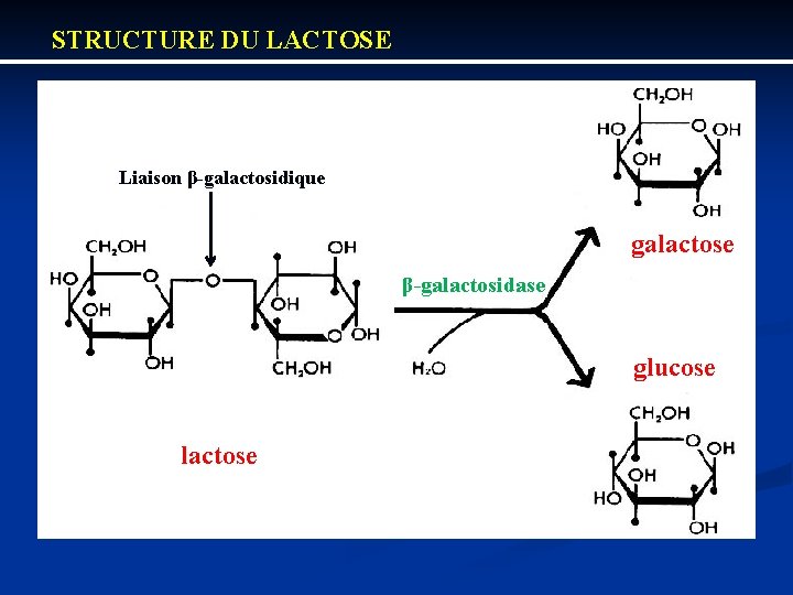 STRUCTURE DU LACTOSE Liaison β galactosidique. galactose β galactosidase glucose lactose 