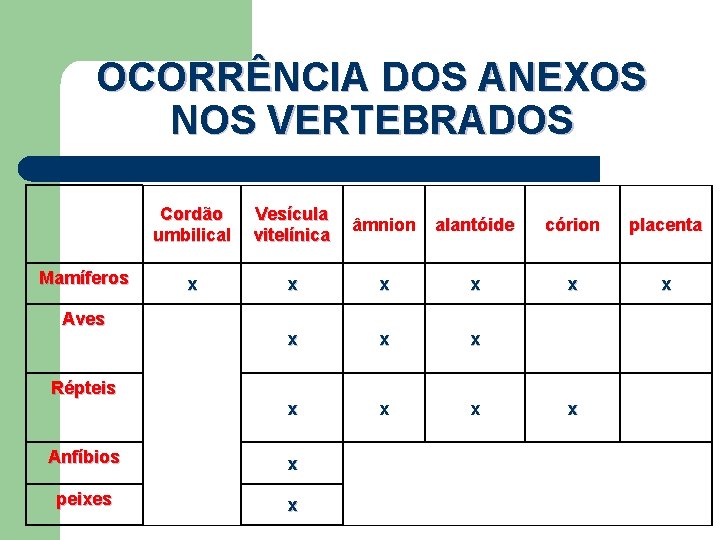 OCORRÊNCIA DOS ANEXOS NOS VERTEBRADOS Mamíferos Aves Répteis Cordão umbilical Vesícula vitelínica âmnion alantóide