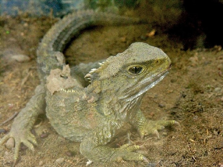 Ordem Rhynchocephalia (rinococéfalo) EX: Sphenodon punctatum (vive na Nova Zelândia) 