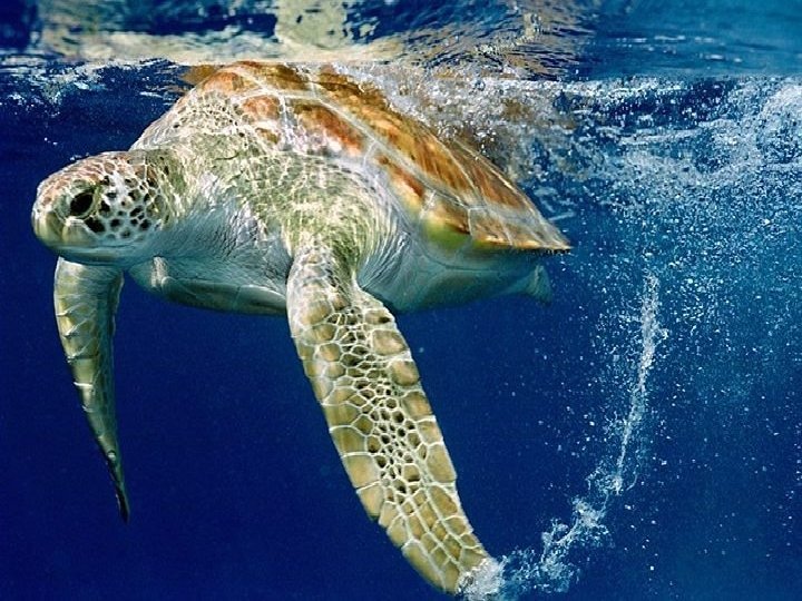 Ordem Chelonia (quelônios) EX: Jabutis e tartarugas 