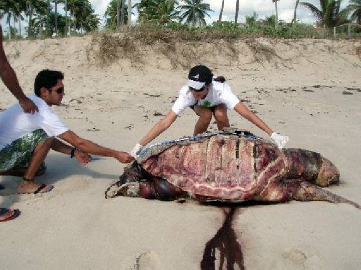 SERÁ? Rara Tartaruga de Carapaça Ondulada do Zambeze 