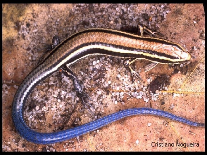 Ordem Lacertília (lacertílios e lagartos) EX. Heloderma suspectum (monstro-de-gila) 