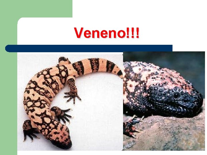 Veneno!!! 