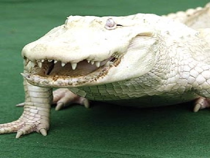 Ordem Crocodilia (crocodilianos) EX: crocodilos e jacarés 