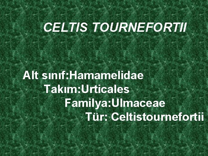 CELTIS TOURNEFORTII Alt sınıf: Hamamelidae Takım: Urticales Familya: Ulmaceae Tür: Celtistournefortii 