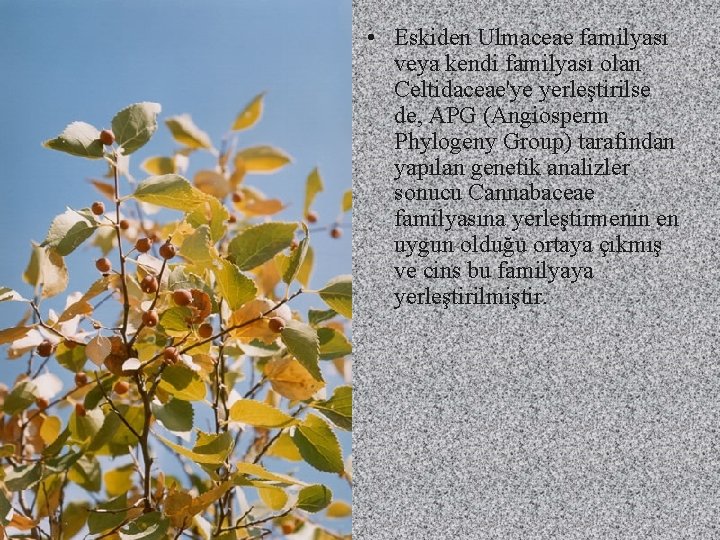  • Eskiden Ulmaceae familyası veya kendi familyası olan Celtidaceae'ye yerleştirilse de, APG (Angiosperm