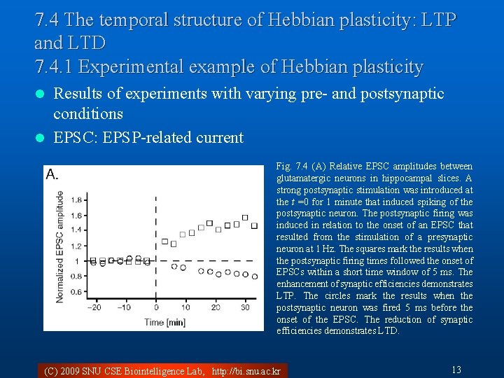 7. 4 The temporal structure of Hebbian plasticity: LTP and LTD 7. 4. 1