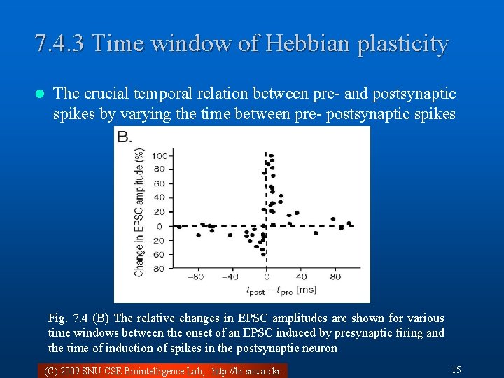 7. 4. 3 Time window of Hebbian plasticity l The crucial temporal relation between