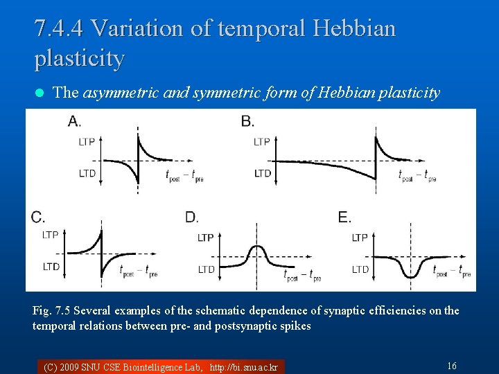 7. 4. 4 Variation of temporal Hebbian plasticity l The asymmetric and symmetric form