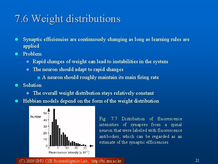 7. 6 Weight distributions Synaptic efficiencies are continuously changing as long as learning rules