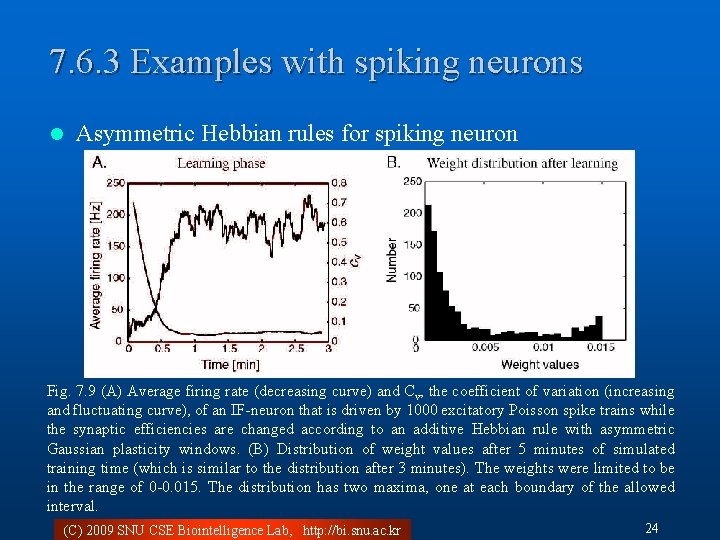 7. 6. 3 Examples with spiking neurons l Asymmetric Hebbian rules for spiking neuron