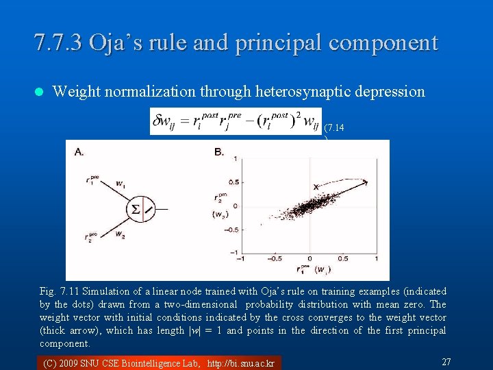 7. 7. 3 Oja’s rule and principal component l Weight normalization through heterosynaptic depression