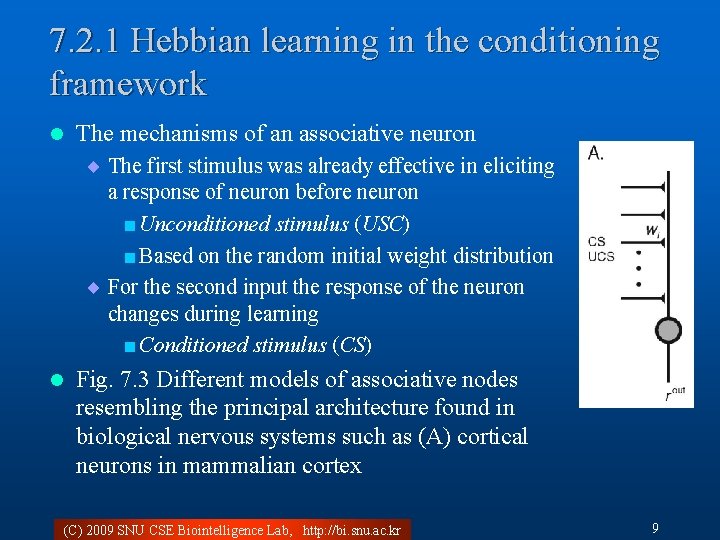 7. 2. 1 Hebbian learning in the conditioning framework l The mechanisms of an