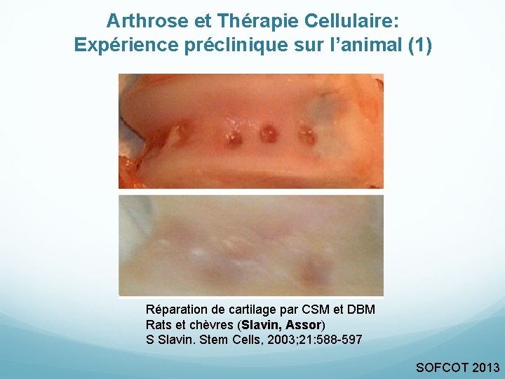 Arthrose et Thérapie Cellulaire: Expérience préclinique sur l’animal (1) Réparation de cartilage par CSM