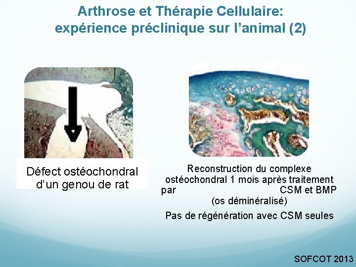 Arthrose et Thérapie Cellulaire: expérience préclinique sur l’animal (2) Défect ostéochondral d’un genou de