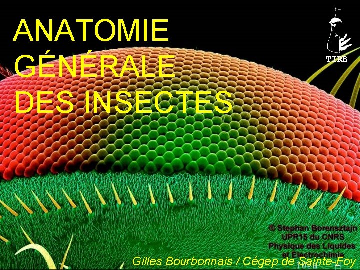 ANATOMIE GÉNÉRALE DES INSECTES TIRB Gilles Bourbonnais / Cégep de Sainte-Foy 