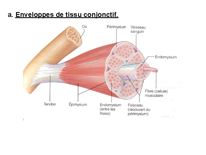 THEMATIQUES DU MODULE 1 Anatomie Et Histologie Musculaire thematiques-du-module-1-anatomie-et-histologie-musculaire
