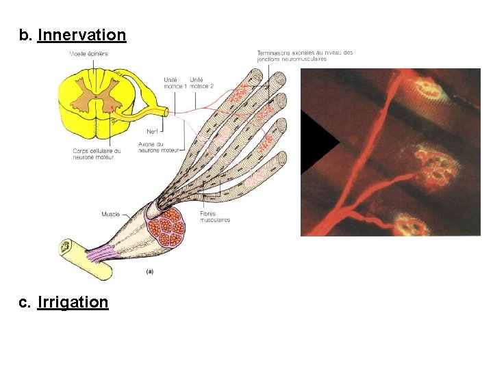 b. Innervation c. Irrigation 
