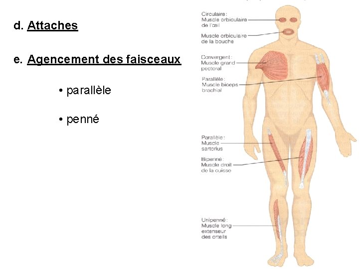 d. Attaches e. Agencement des faisceaux • parallèle • penné 