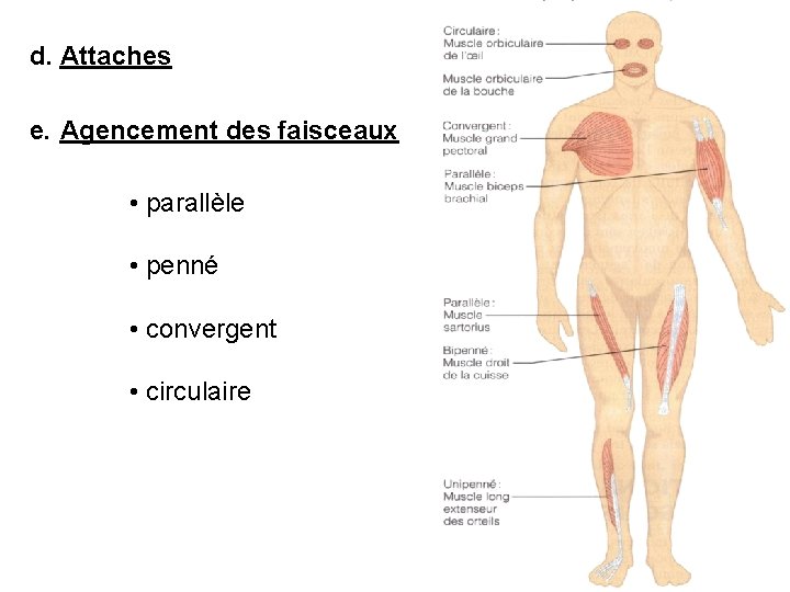 d. Attaches e. Agencement des faisceaux • parallèle • penné • convergent • circulaire
