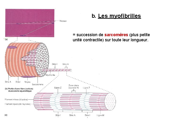 b. Les myofibrilles = succession de sarcomères (plus petite unité contractile) sur toute leur