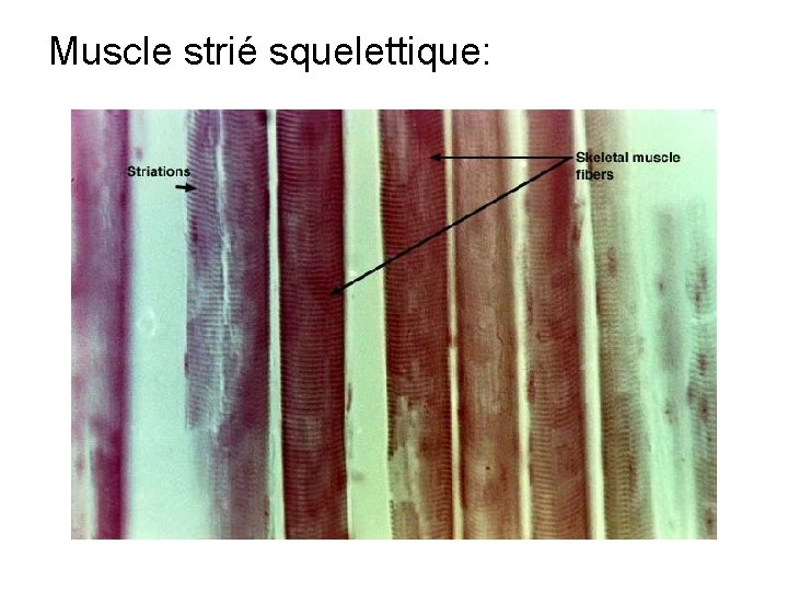 Muscle strié squelettique: 
