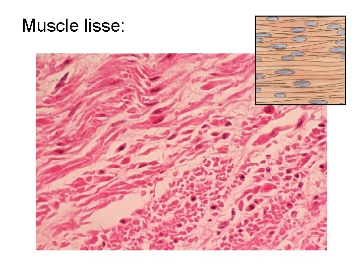 Muscle lisse: 