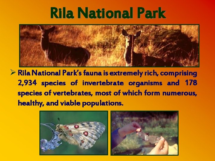 Rila National Park Ø Rila National Park’s fauna is extremely rich, comprising 2, 934