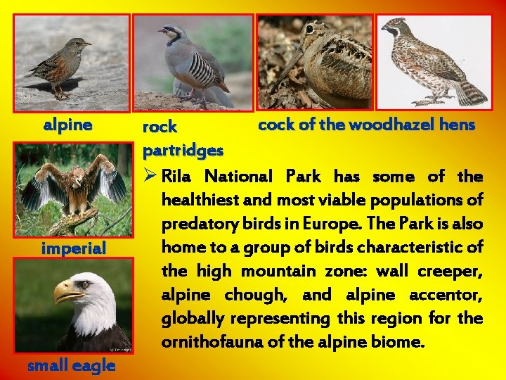 alpine accentor imperial eagle small eagle cock of the woodhazel hens rock partridges Ø