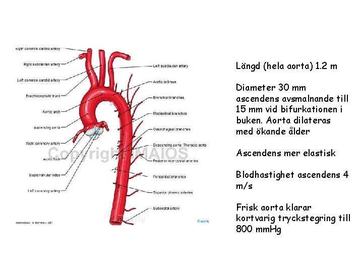 Längd (hela aorta) 1. 2 m Diameter 30 mm ascendens avsmalnande till 15 mm