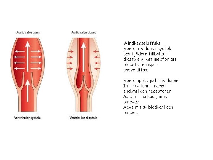 Windkesseleffekt Aorta utvidgas i systole och fjädrar tillbaka i diastole vilket medför att blodets