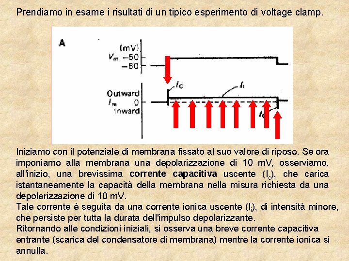 Prendiamo in esame i risultati di un tipico esperimento di voltage clamp. Iniziamo con