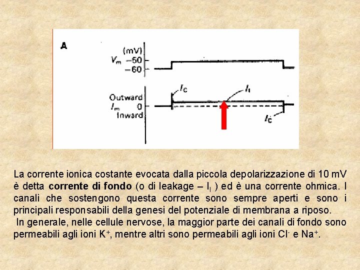 La corrente ionica costante evocata dalla piccola depolarizzazione di 10 m. V è detta