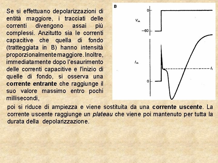 Se si effettuano depolarizzazioni di entità maggiore, i tracciati delle correnti divengono assai più