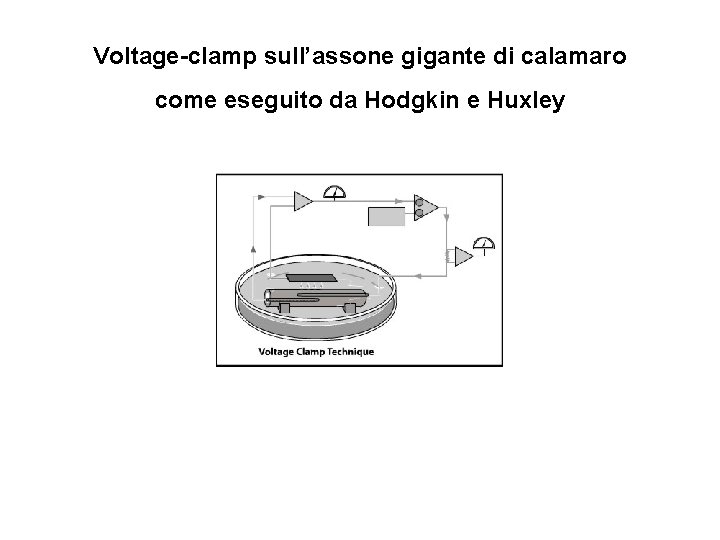 Voltage-clamp sull’assone gigante di calamaro come eseguito da Hodgkin e Huxley 