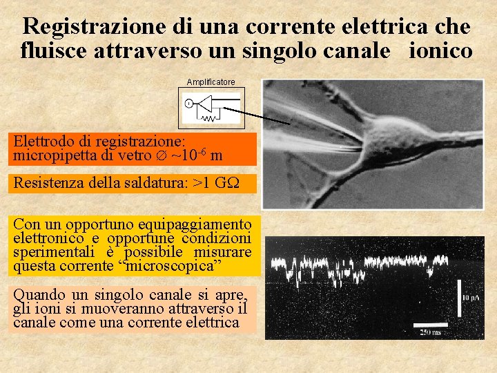 Registrazione di una corrente elettrica che fluisce attraverso un singolo canale ionico Amplificatore Elettrodo