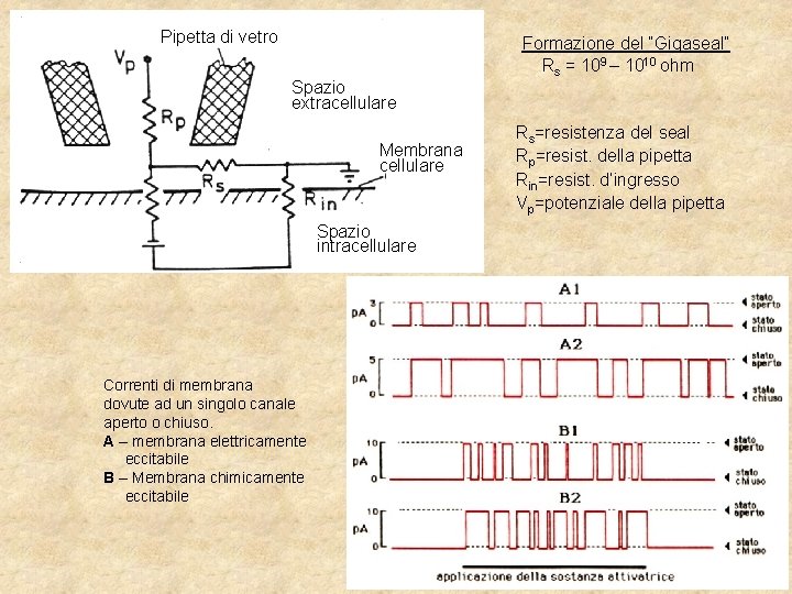 Pipetta di vetro Formazione del “Gigaseal” Rs = 109 – 1010 ohm Spazio extracellulare